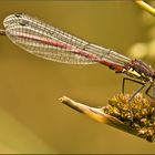 Frühe Adonislibelle