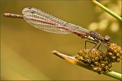 Frühe Adonislibelle