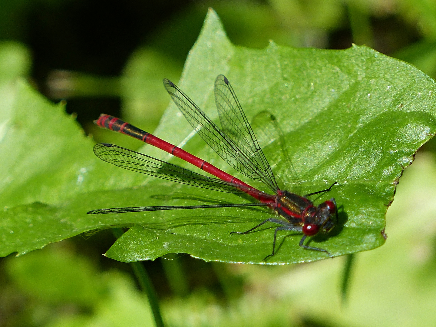 Frühe Adonislibelle