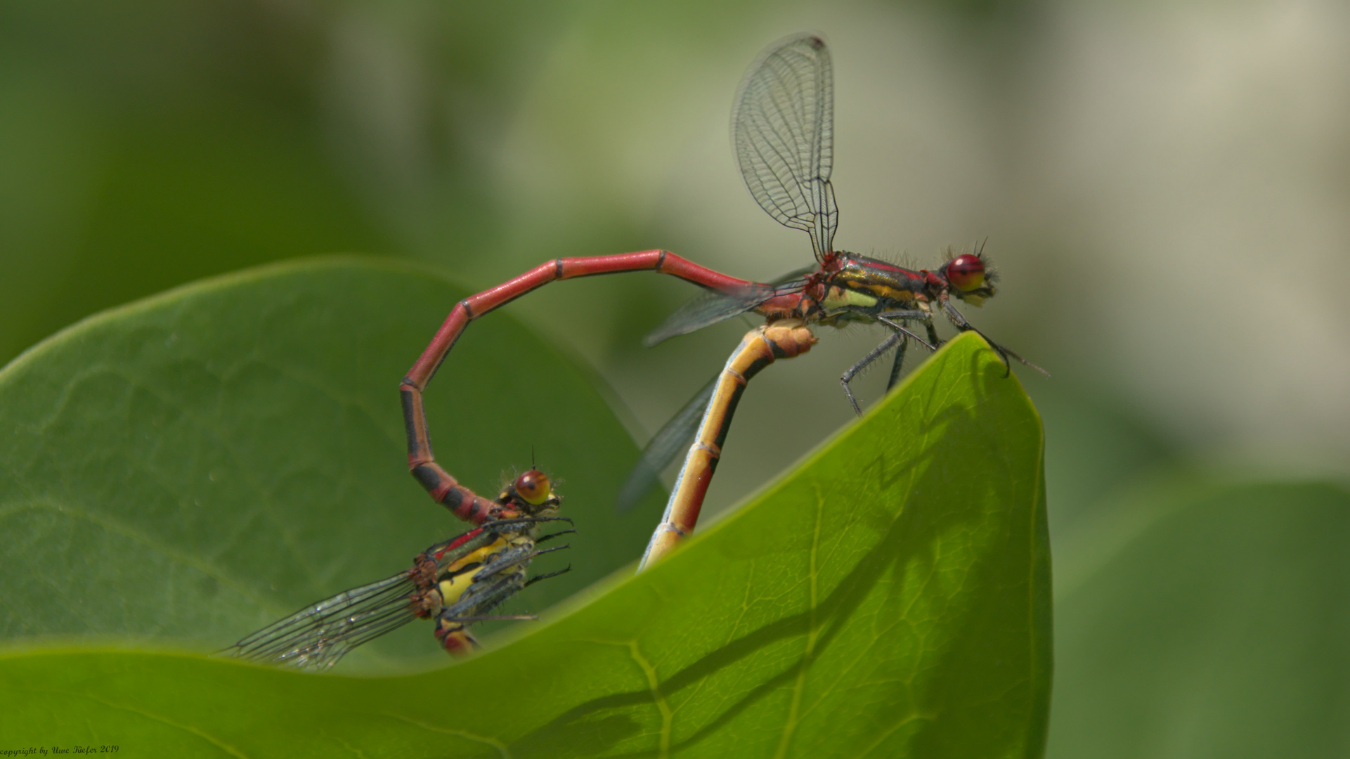 Frühe Adonislibelle