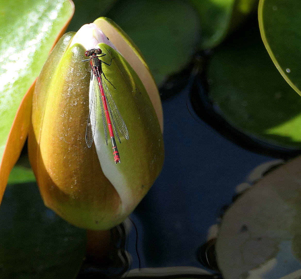 Frühe Adonislibelle?