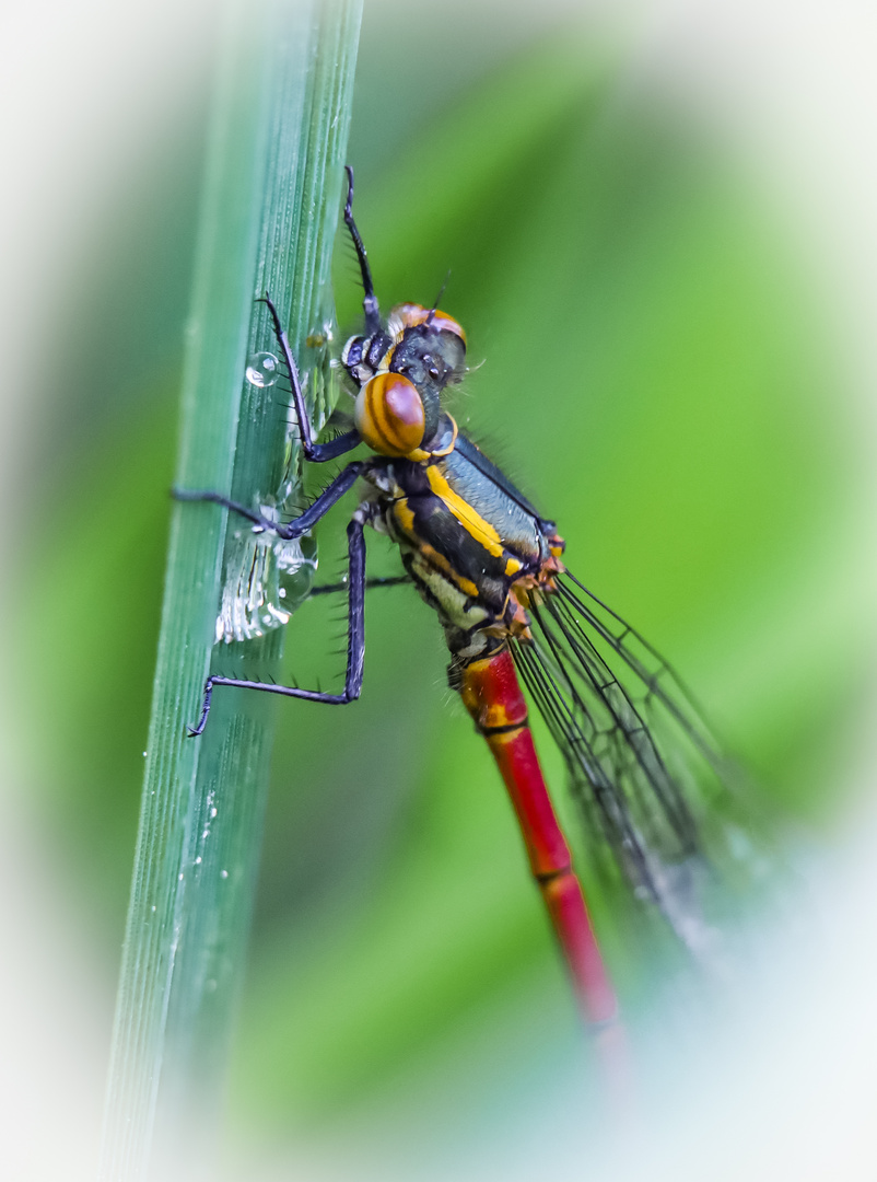 Frühe Adonislibelle