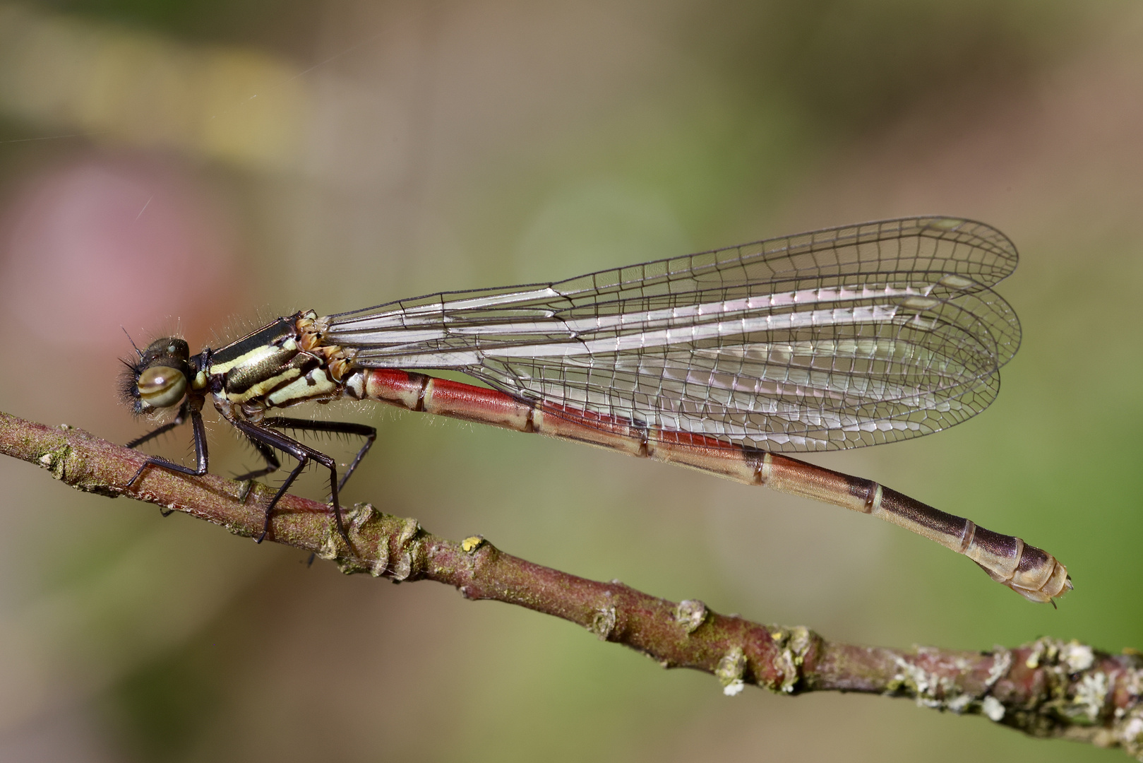 Frühe Adonislibelle 