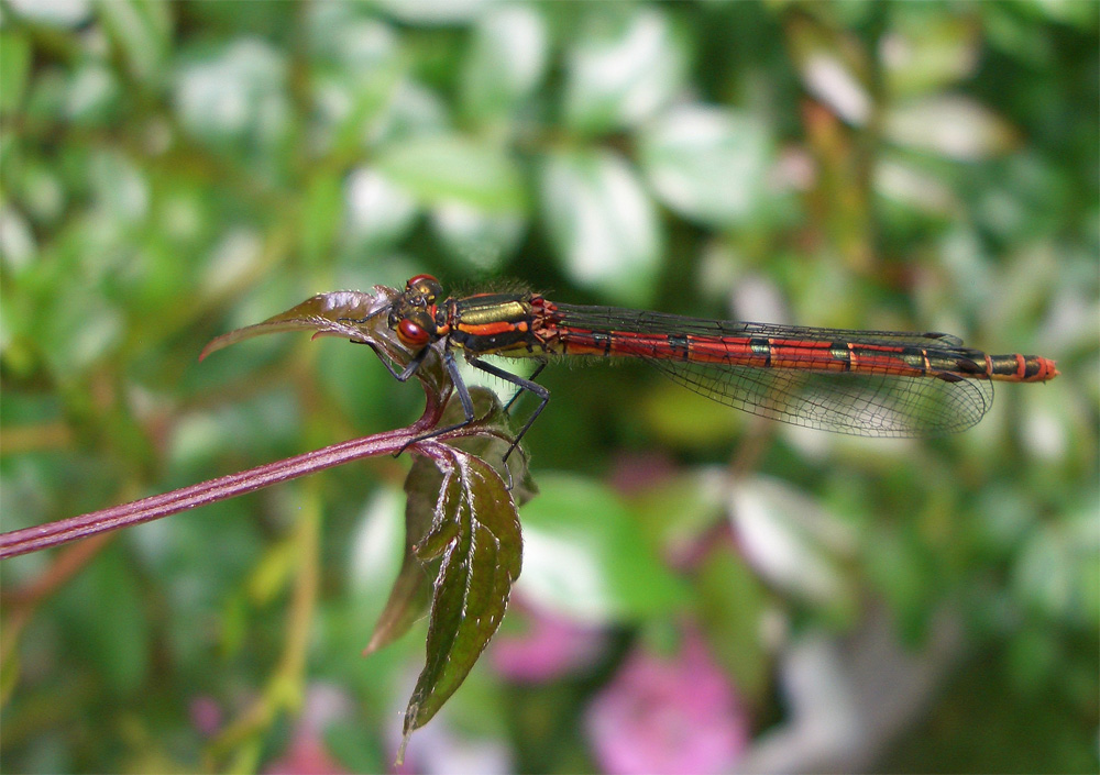 Frühe Adonislibelle