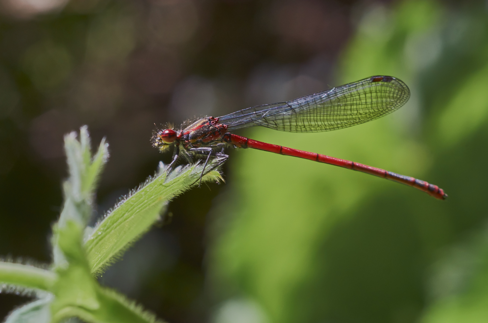 Frühe Adonislibelle