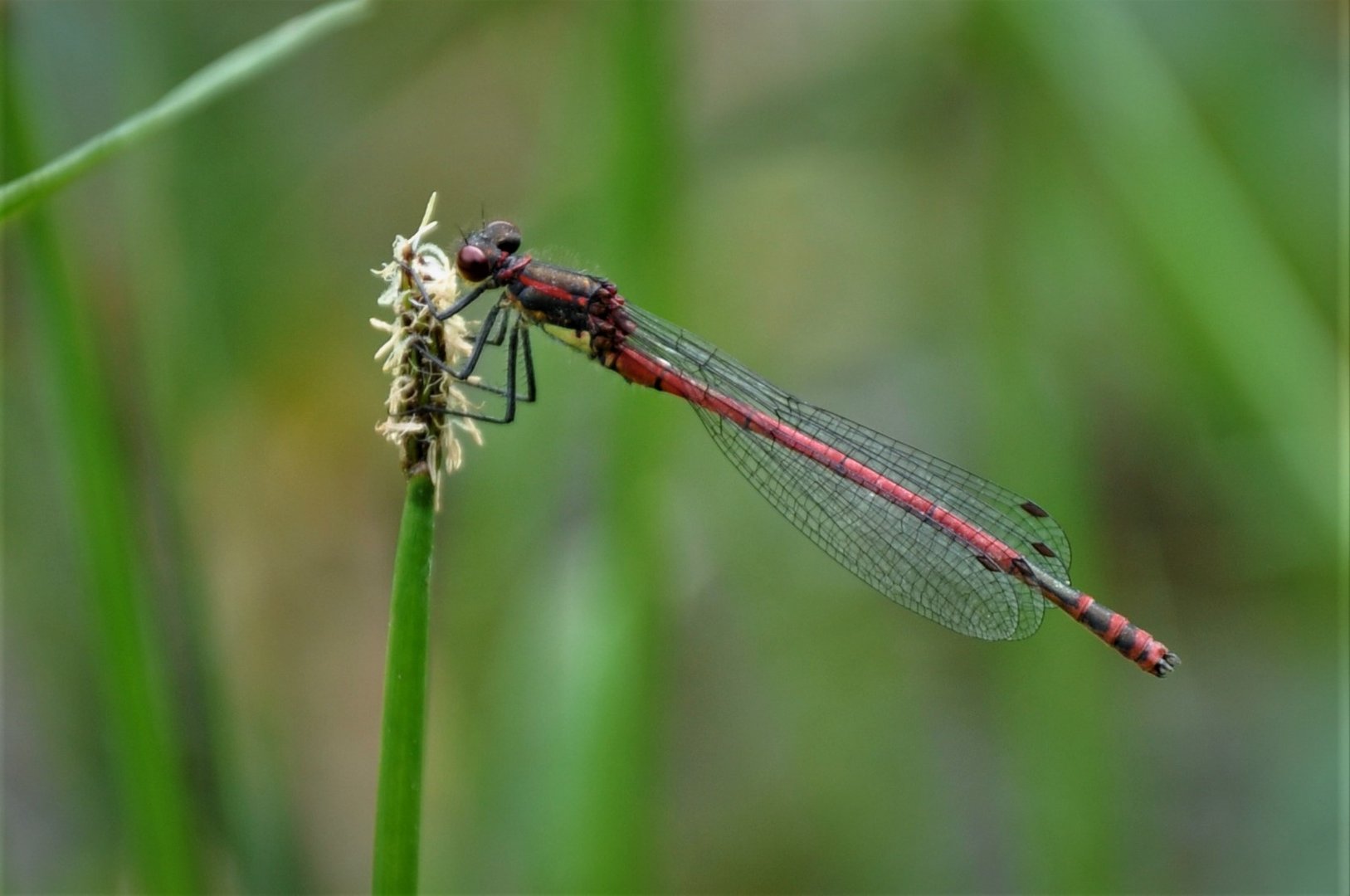 Frühe Adonislibelle