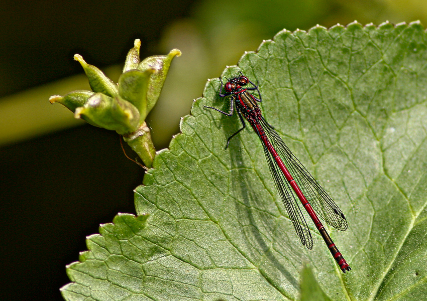 Frühe Adonislibelle