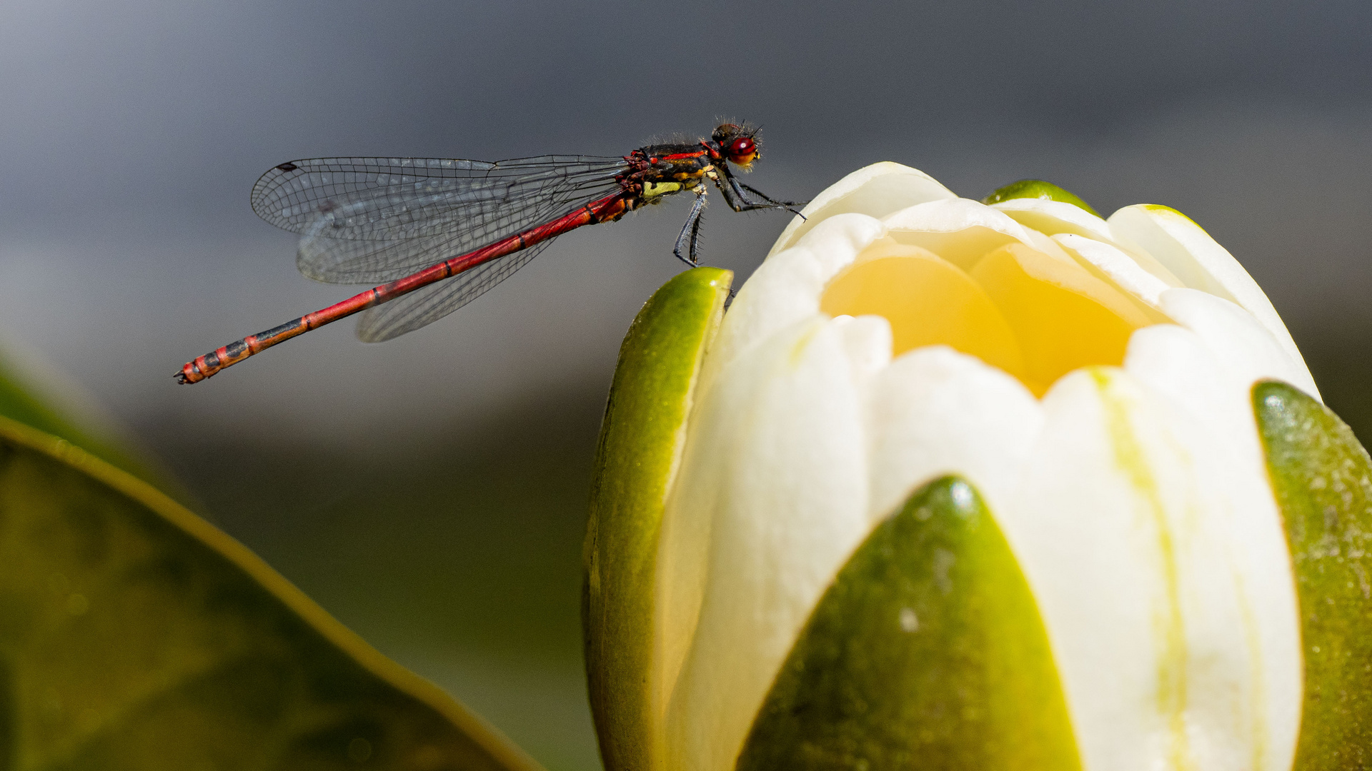 Frühe Adonislibelle