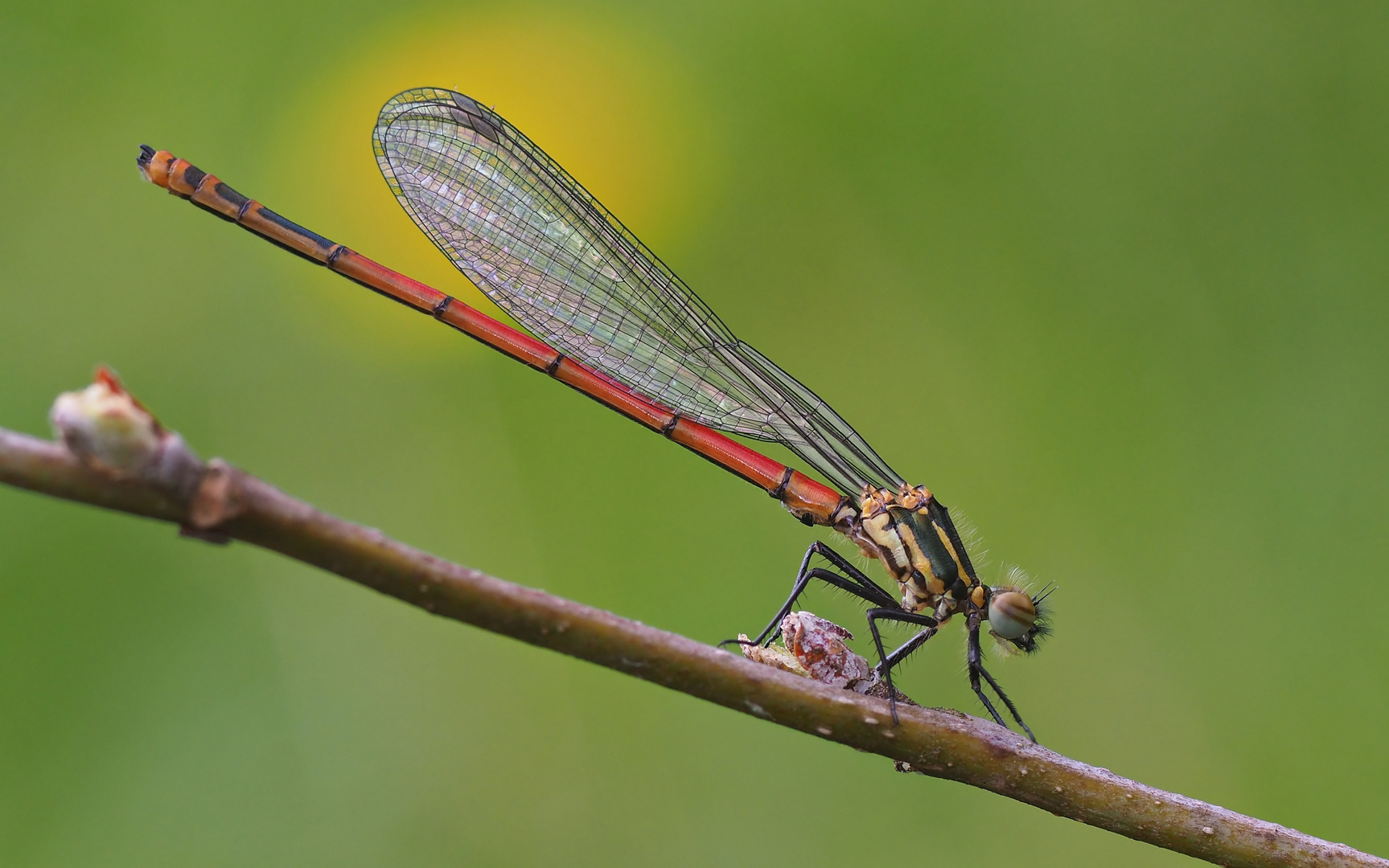 Frühe Adonislibelle