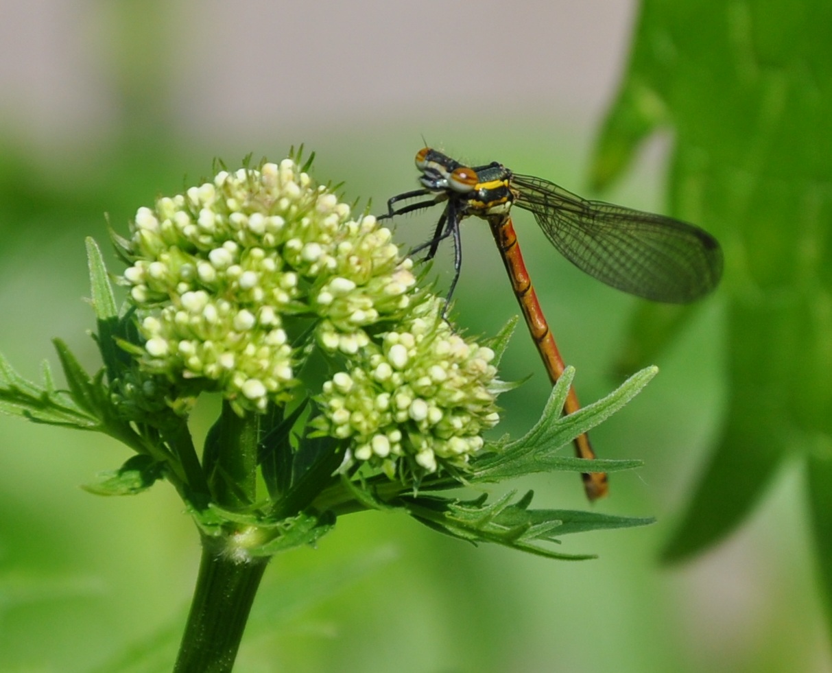 Frühe Adonislibelle