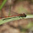 Frühe Adonislibelle - auch wieder da in unserem Garten