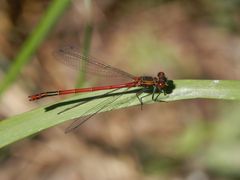 Frühe Adonislibelle - auch wieder da in unserem Garten