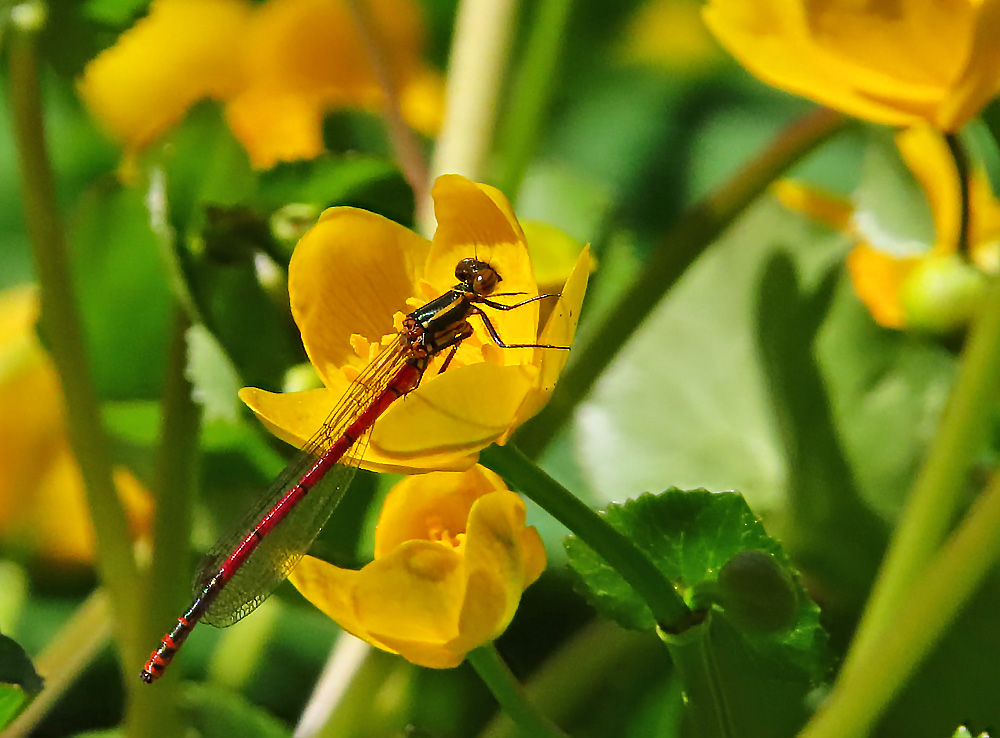 Frühe Adonislibelle