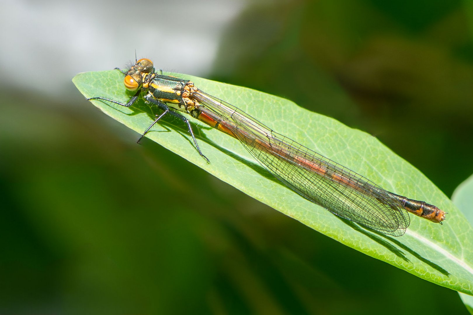 Frühe Adonislibelle