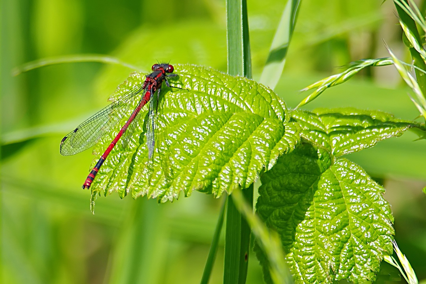 Frühe Adonislibelle