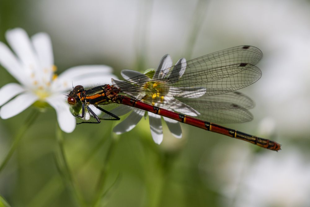 Frühe Adonislibelle