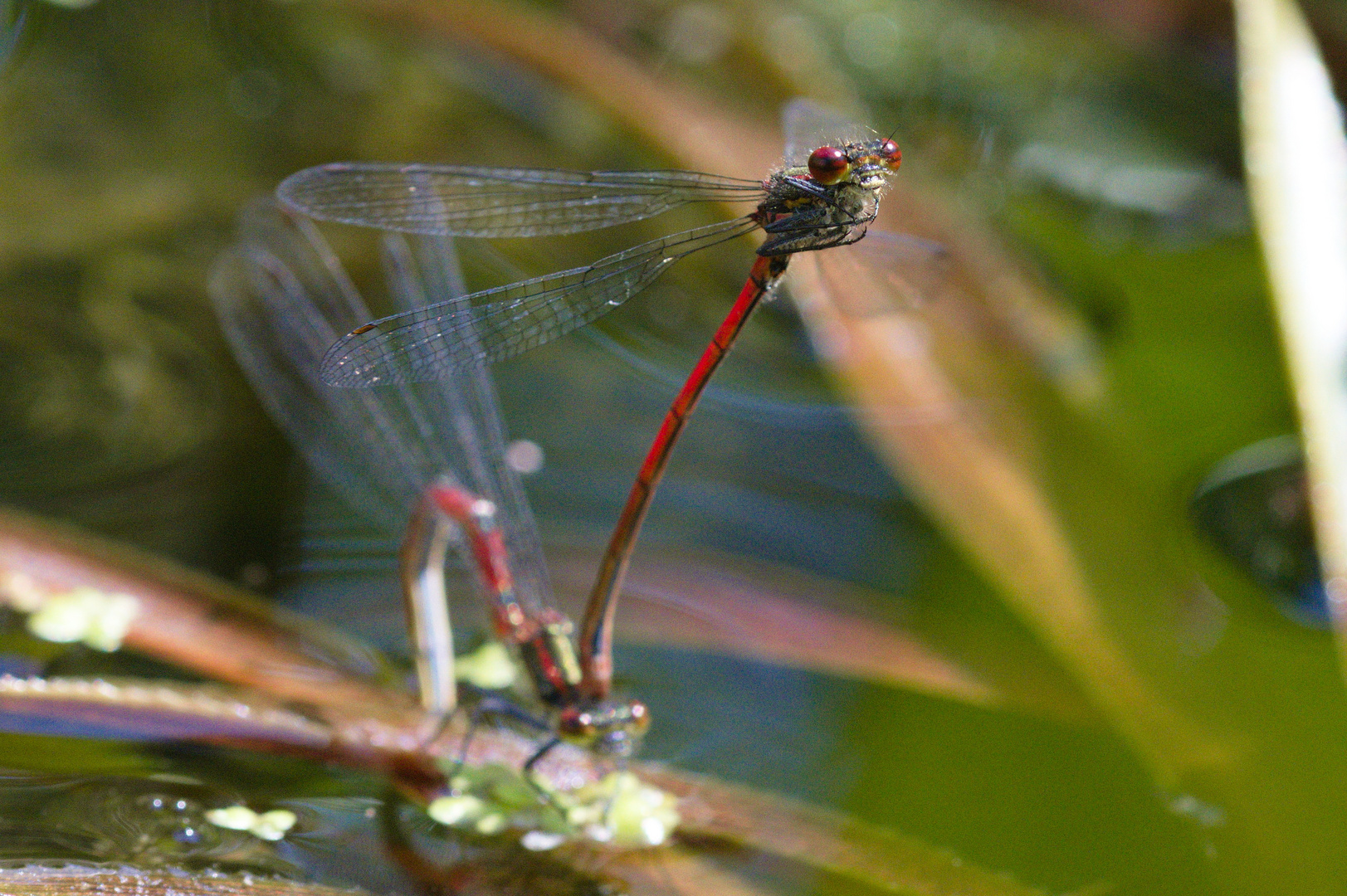 Frühe Adonislibelle bei der Eiablage