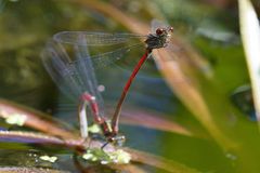 Frühe Adonislibelle bei der Eiablage