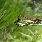 Frühe Adonislibelle bei der Paarung