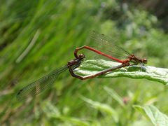 Frühe Adonislibelle bei der Paarung