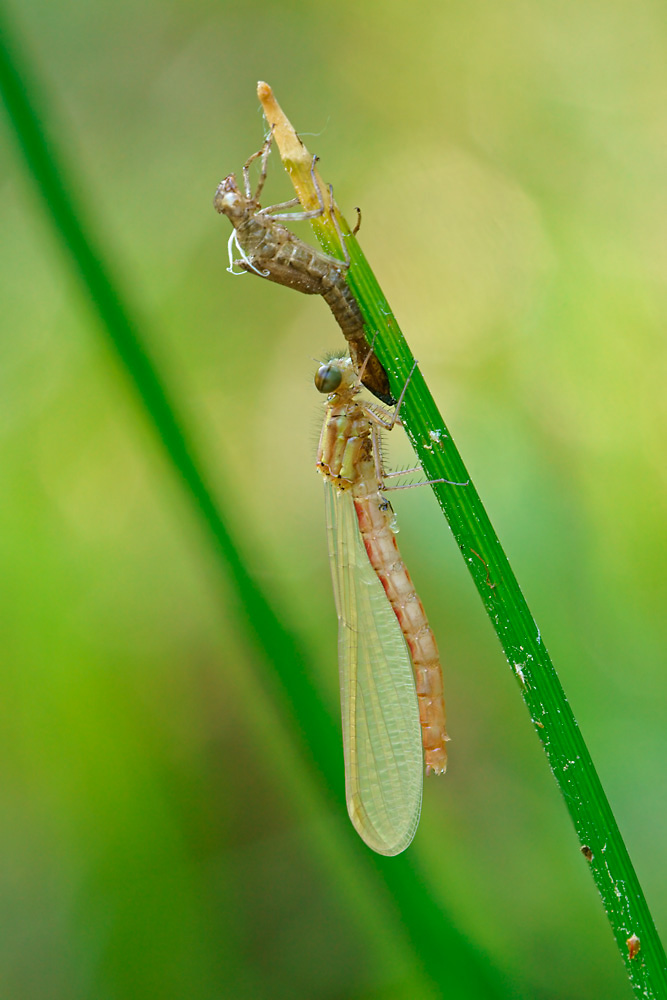 Frühe Adonislibelle beim Schlüpfen