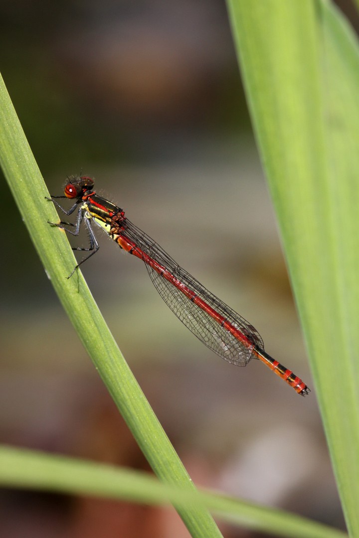 Frühe Adonislibelle