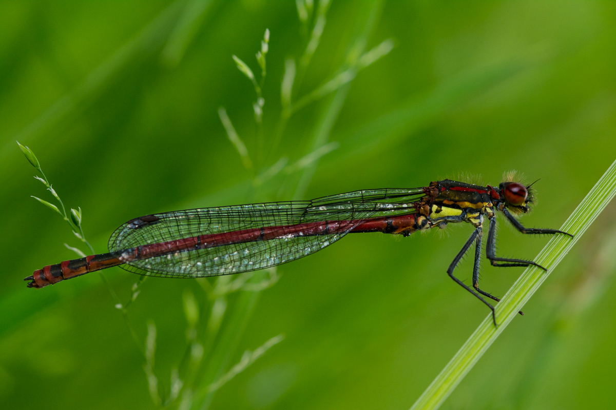 Frühe Adonislibelle