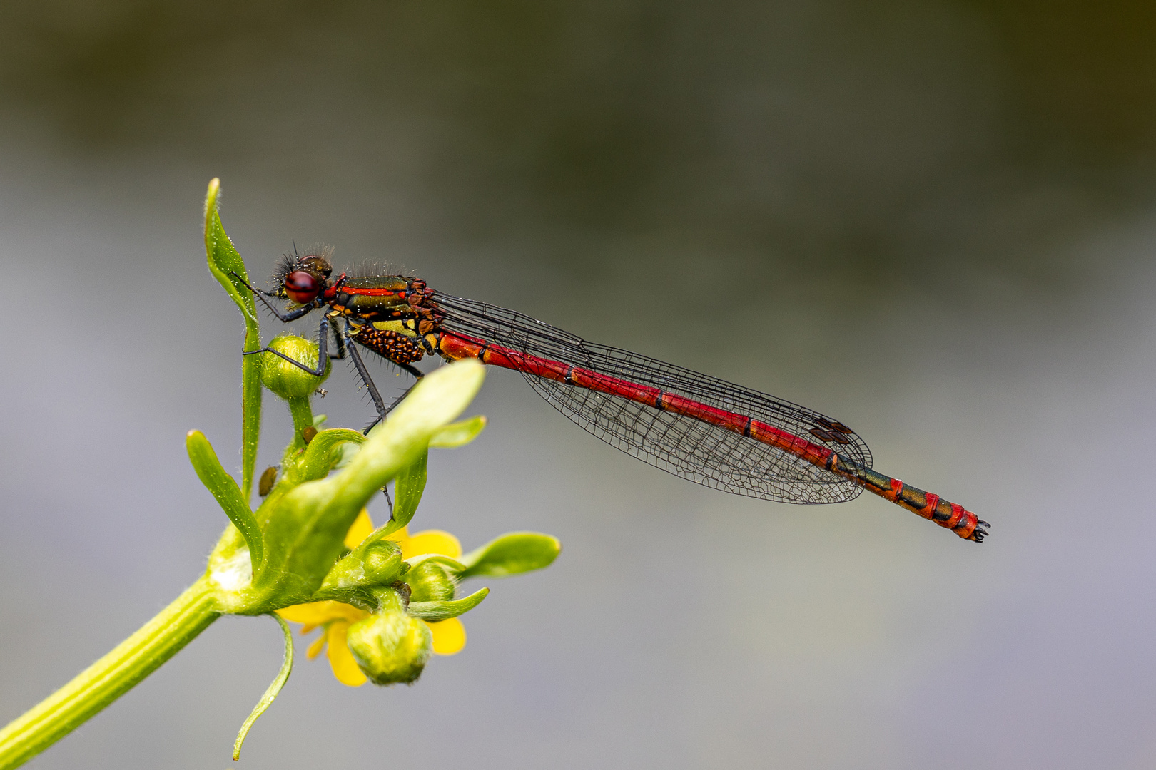 Frühe Adonislibelle