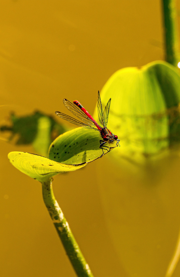 Frühe Adonislibelle