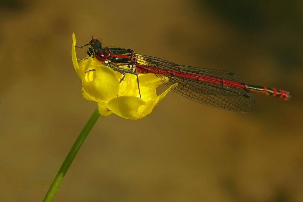 Frühe Adonislibelle