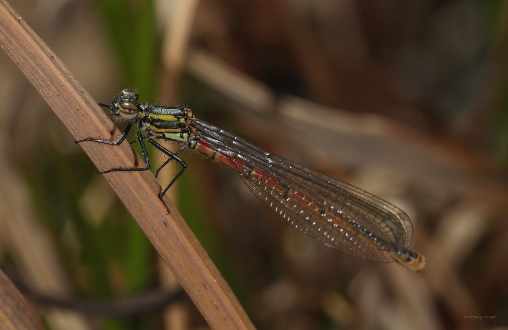 Frühe Adonislibelle 