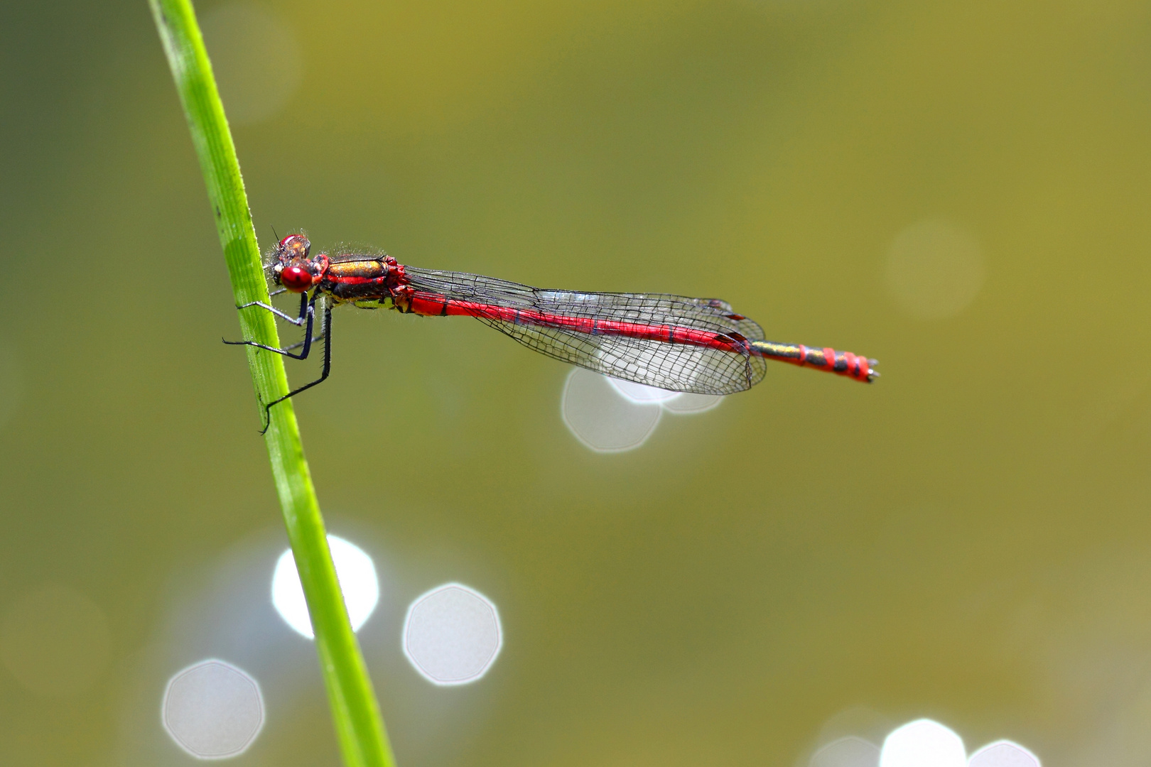 Frühe Adonislibelle