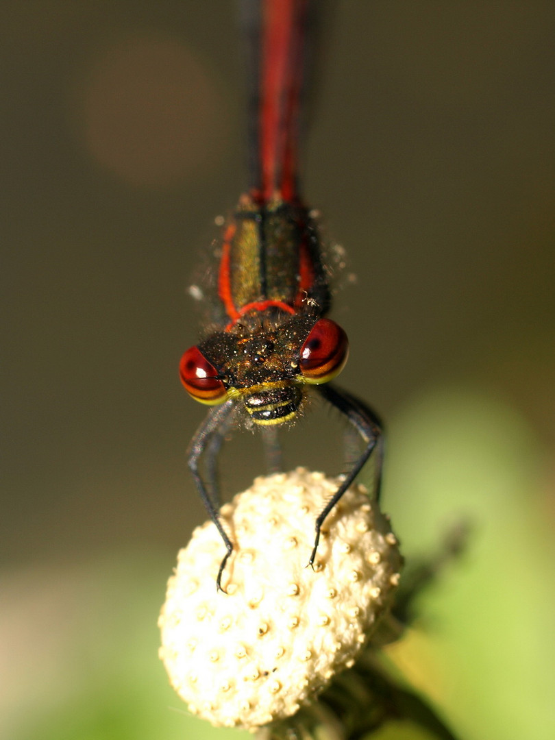 Frühe Adonislibelle