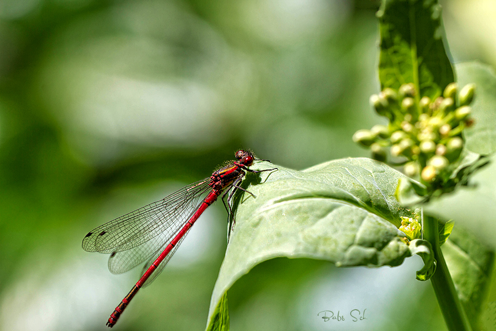 Frühe Adonislibelle