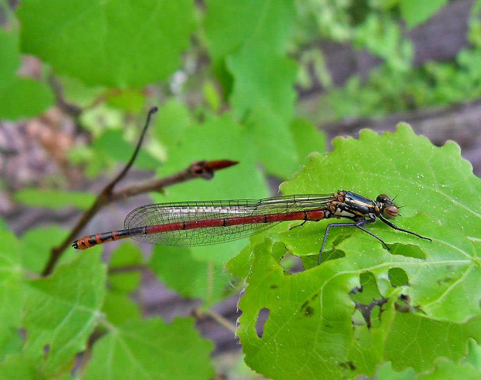 Frühe Adonislibelle