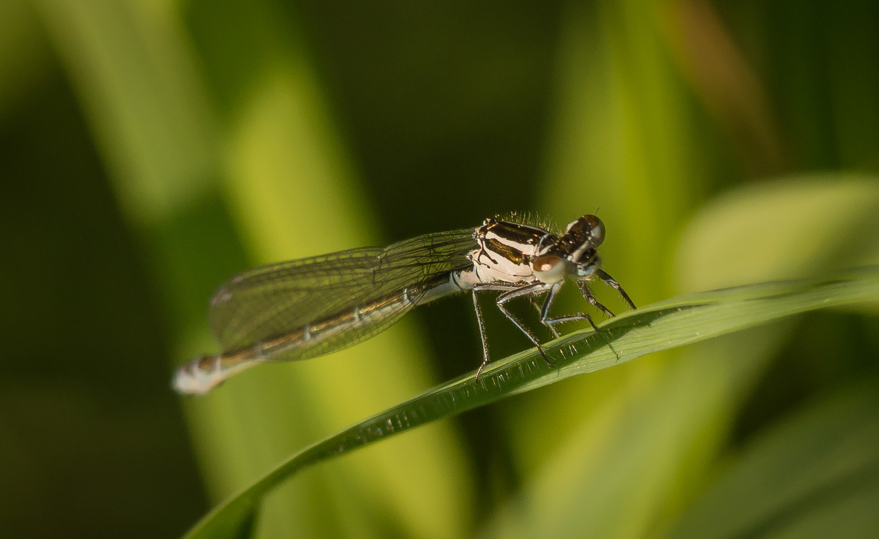 Frühe Adonislibelle