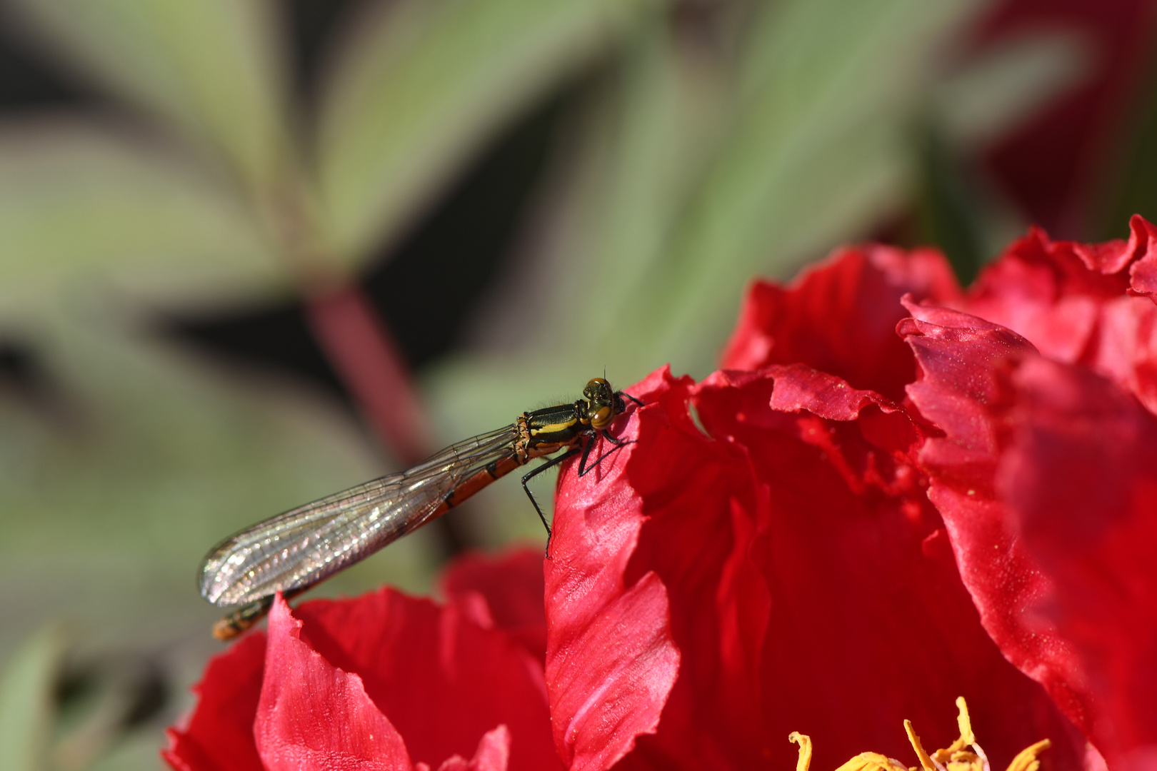 Frühe Adonislibelle