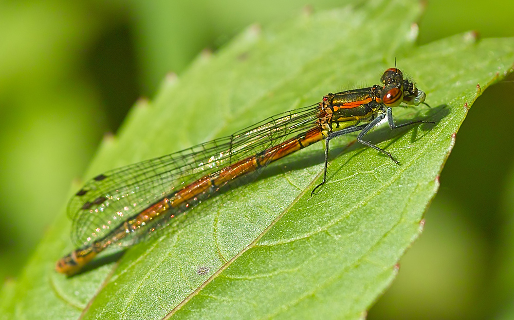 Frühe Adonislibelle