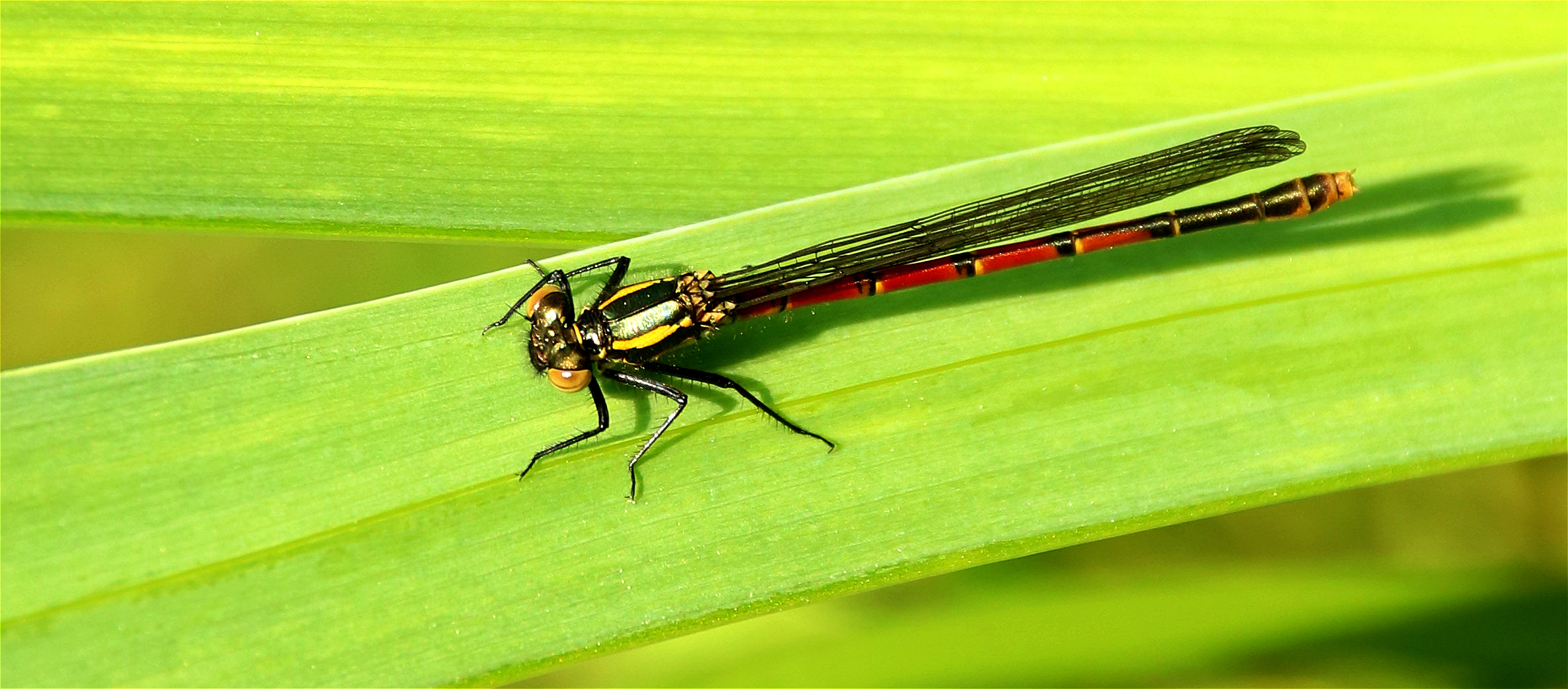 Frühe Adonislibelle 