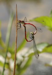 Frühe Adonislibelle