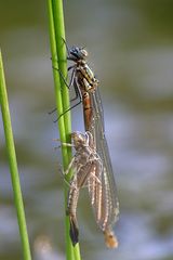 Frühe Adonislibelle