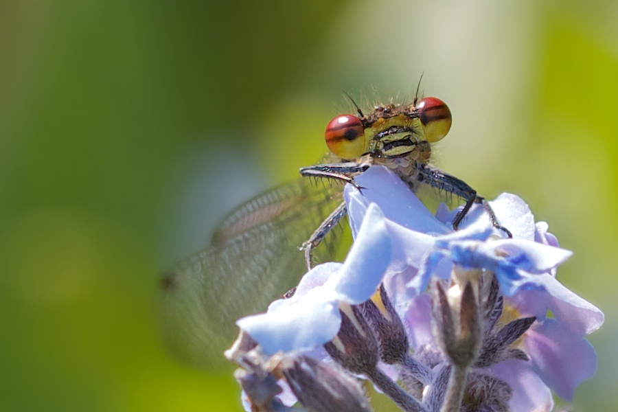 frühe Adonislibelle - fast frontal