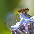 frühe Adonislibelle - fast frontal