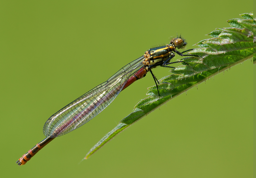 Frühe Adonislibelle