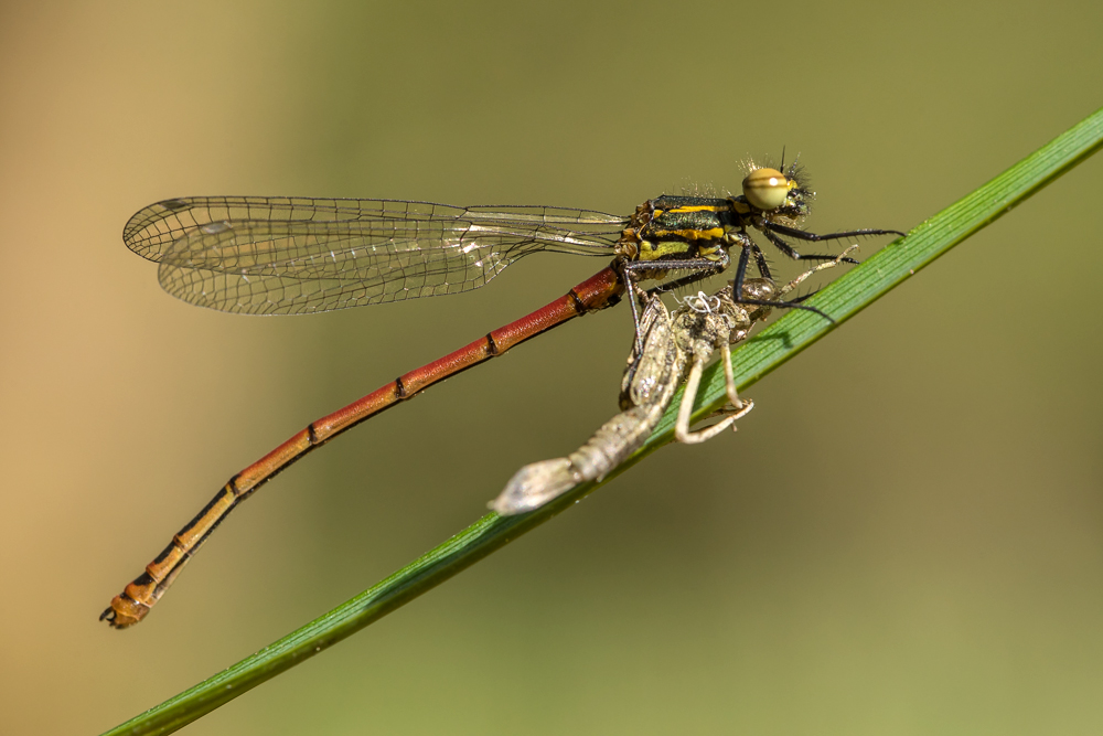 Frühe Adonislibelle