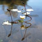 Frühe Adonislibelle - Frühlingserwachen