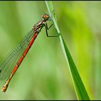 Frühe Adonislibelle im Moor