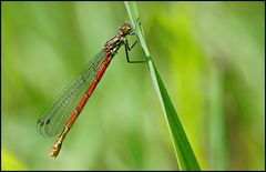 Frühe Adonislibelle im Moor