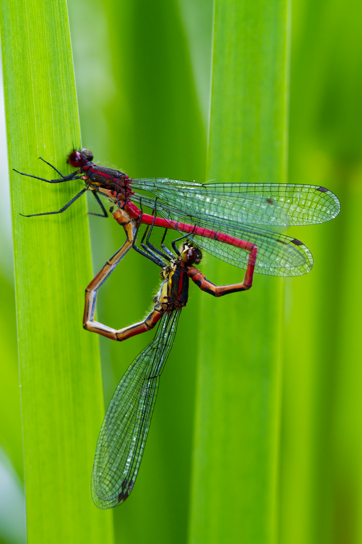 Frühe Adonislibelle im Paarungsrad