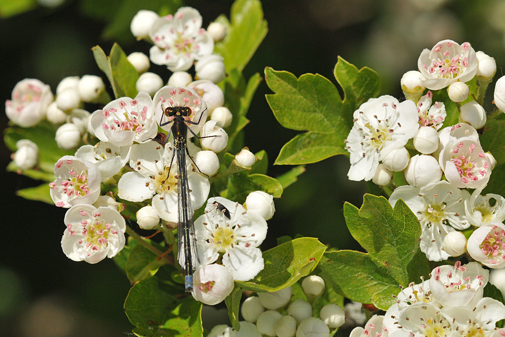 Frühe Adonislibelle: Im Weißdornblüten – Bett